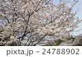 桜　さくら 24788902