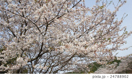桜 さくら 桜 さくら 24788902