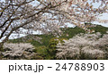桜と山 24788903