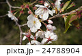 桜の花びら 24788904