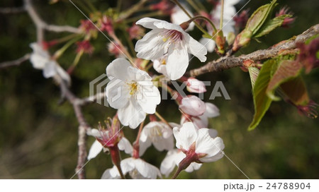 桜の花びら 桜の花びら 24788904