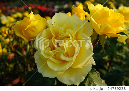 薔薇(インカ)さかき千曲川バラ公園 薔薇(インカ)さかき千曲川バラ公園 24789228