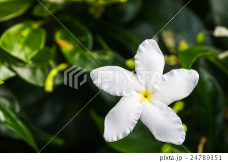 Ervatamia or Gardenia white flowers is blossom 24789351