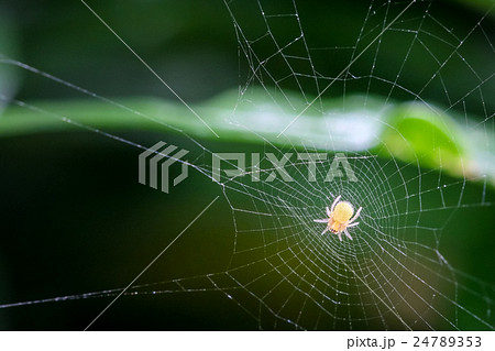 Spider on the web over green background Spider on the web over green background 24789353