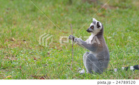 ring-tailed lemur (lemur catta) ring-tailed lemur (lemur catta) 24789520