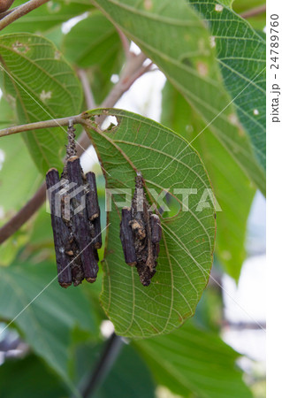 みのむし二匹 24789760