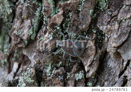 木の幹にとまるかめむし 24789761