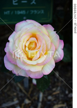 薔薇（ピース）さかき千曲川バラ公園 24789900