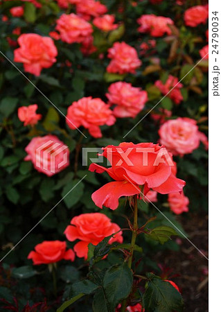 薔薇(カンデラブラ)さかき千曲川バラ公園 薔薇(カンデラブラ)さかき千曲川バラ公園 24790034