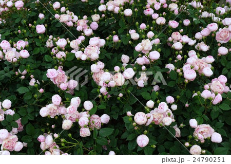 薔薇（マクランサ・ローブリッター）さかき千曲川バラ公園 24790251