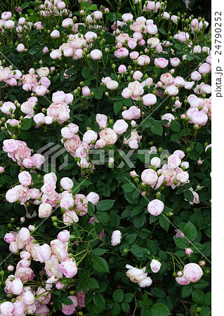 薔薇(マクランサ・ローブリッター)さかき千曲川バラ公園 薔薇(マクランサ・ローブリッター)さかき千曲川バラ公園 24790252