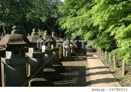 埼玉県　石灯籠と竹の小路 24790321