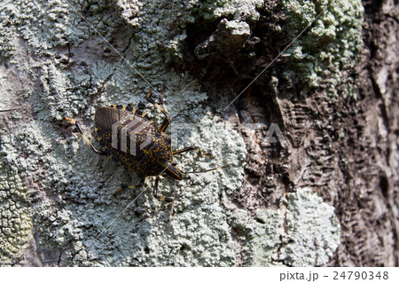 木の幹にとまるかめむし4 24790348