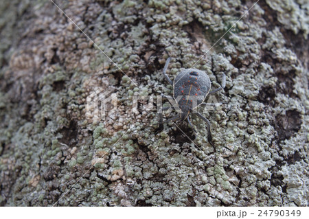 木の幹にとまるかめむし５ 24790349