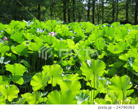 弘前城植物園　はす 24790363
