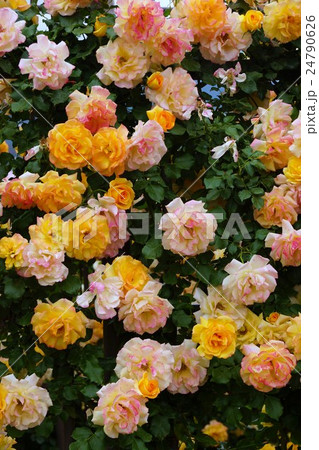 薔薇(サハラ'98)さかき千曲川バラ公園 薔薇(サハラ'98)さかき千曲川バラ公園 24790626