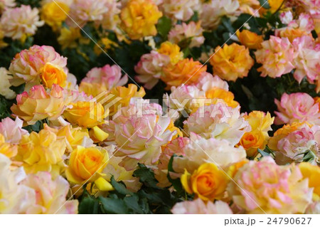 薔薇(サハラ'98)さかき千曲川バラ公園 薔薇(サハラ'98)さかき千曲川バラ公園 24790627