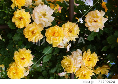 薔薇(サハラ'98)さかき千曲川バラ公園 薔薇(サハラ'98)さかき千曲川バラ公園 24790628