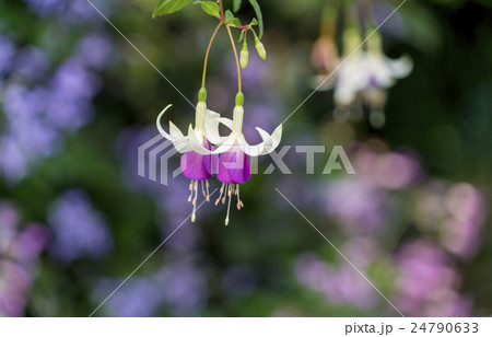フクシア 24790633