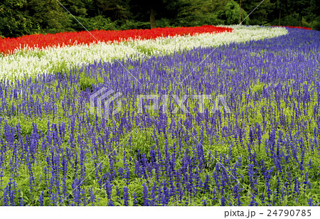 花畑 24790785
