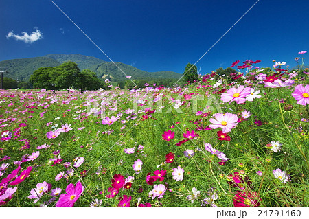 黒姫高原のコスモス 24791460