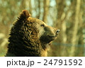 黄昏の熊 24791592