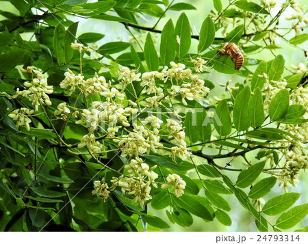 エンジュの花/昭和記念公園 エンジュの花/昭和記念公園 24793314