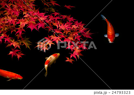 鯉と紅葉 24793323