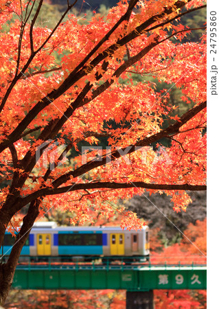 紅葉と水郡線 紅葉と水郡線 24795860