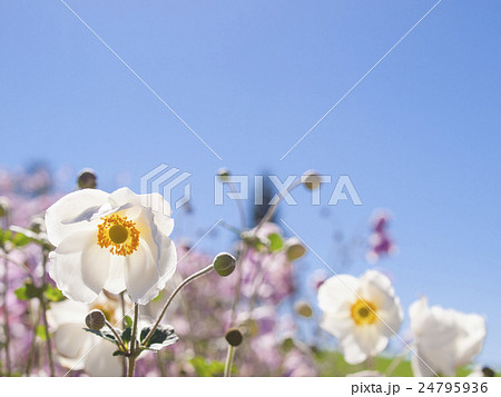青空とシュウメイギク（白） 24795936