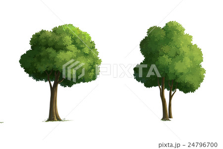 illustration of a tree 24796700