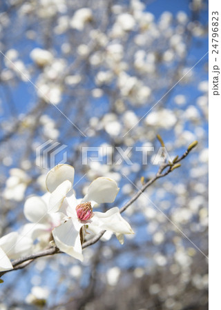 コブシの花 24796823