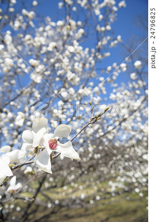 コブシの花 24796825