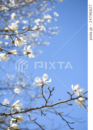 コブシの花（空バック） 24796827