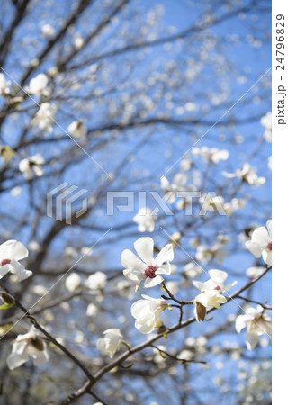 コブシの花 24796829