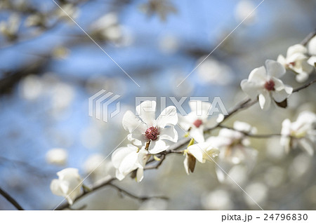 コブシの花 24796830