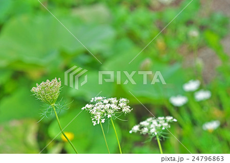 ノラニンジンの花 24796863