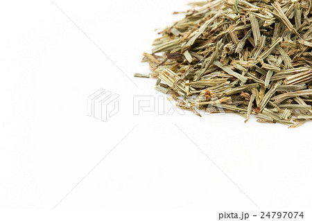 ホーステール（スギナ）: Horsetail (Shavegrass) 24797074
