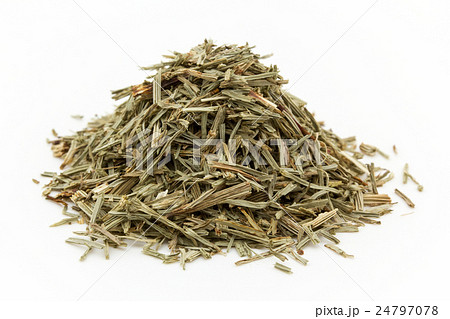 ホーステール(スギナ): Horsetail (Shavegrass) ホーステール(スギナ): Horsetail (Shavegrass) 24797078
