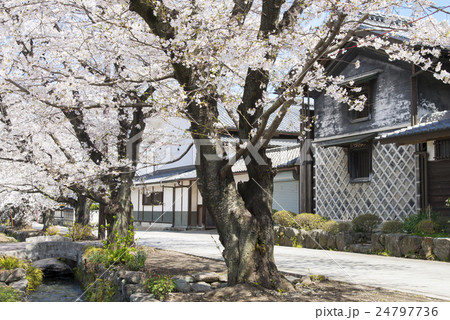 小幡雄川堰の桜並木 24797736