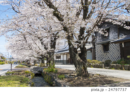 小幡雄川堰の桜並木 24797737