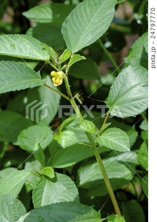 モロヘイヤの花の写真素材