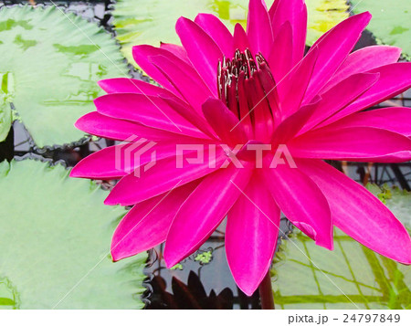 水辺のピンクの花の写真素材