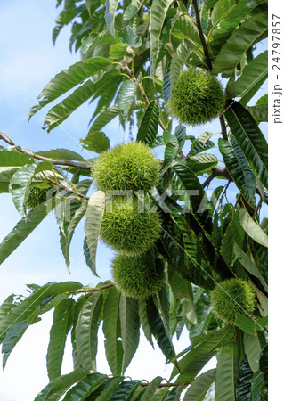 クリ クリ 24797857