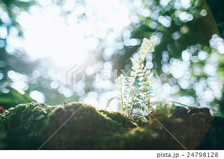 植物 工場 プランツ 24798128