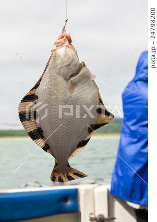 Flounder on hook. Bottom sea fishing in the 24798200