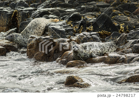 Pusa is a genus of earless seals. Pusa is a genus of earless seals. 24798217