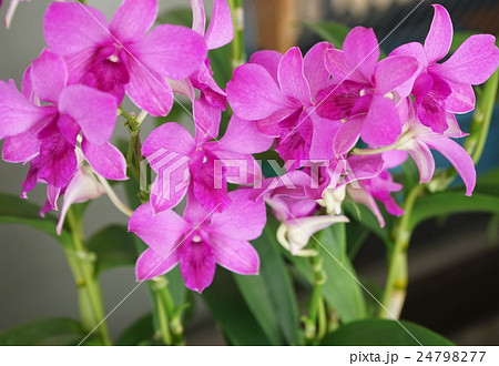 カトレア　桃色 24798277