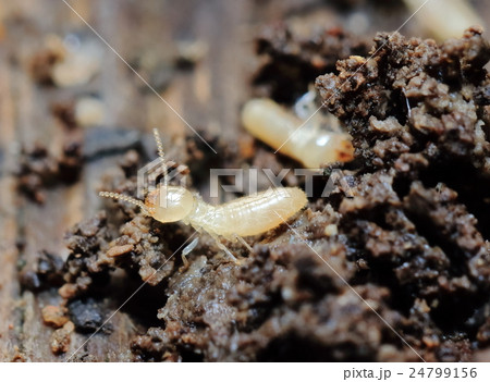 シロアリ 24799156