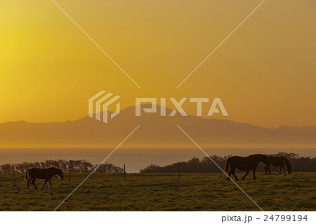 朝焼けの網走美岬牧場 朝焼けの網走美岬牧場 24799194